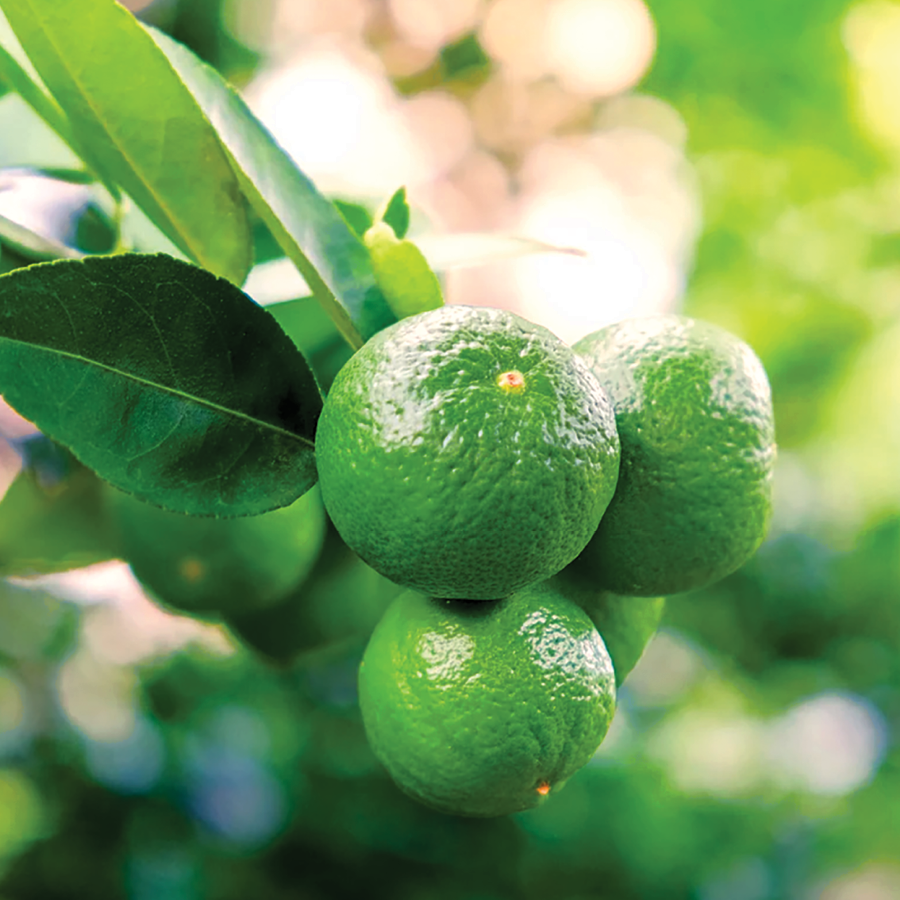 Citrus Collection – Happy Valley Plants
