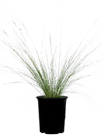 High-angle view of Muhlenbergia capillaris, showcasing its dense clumps of dark green, thin leaves and vibrant, pink cotton candy-like flower plumes rising above the foliage, creating a striking ornamental effect.