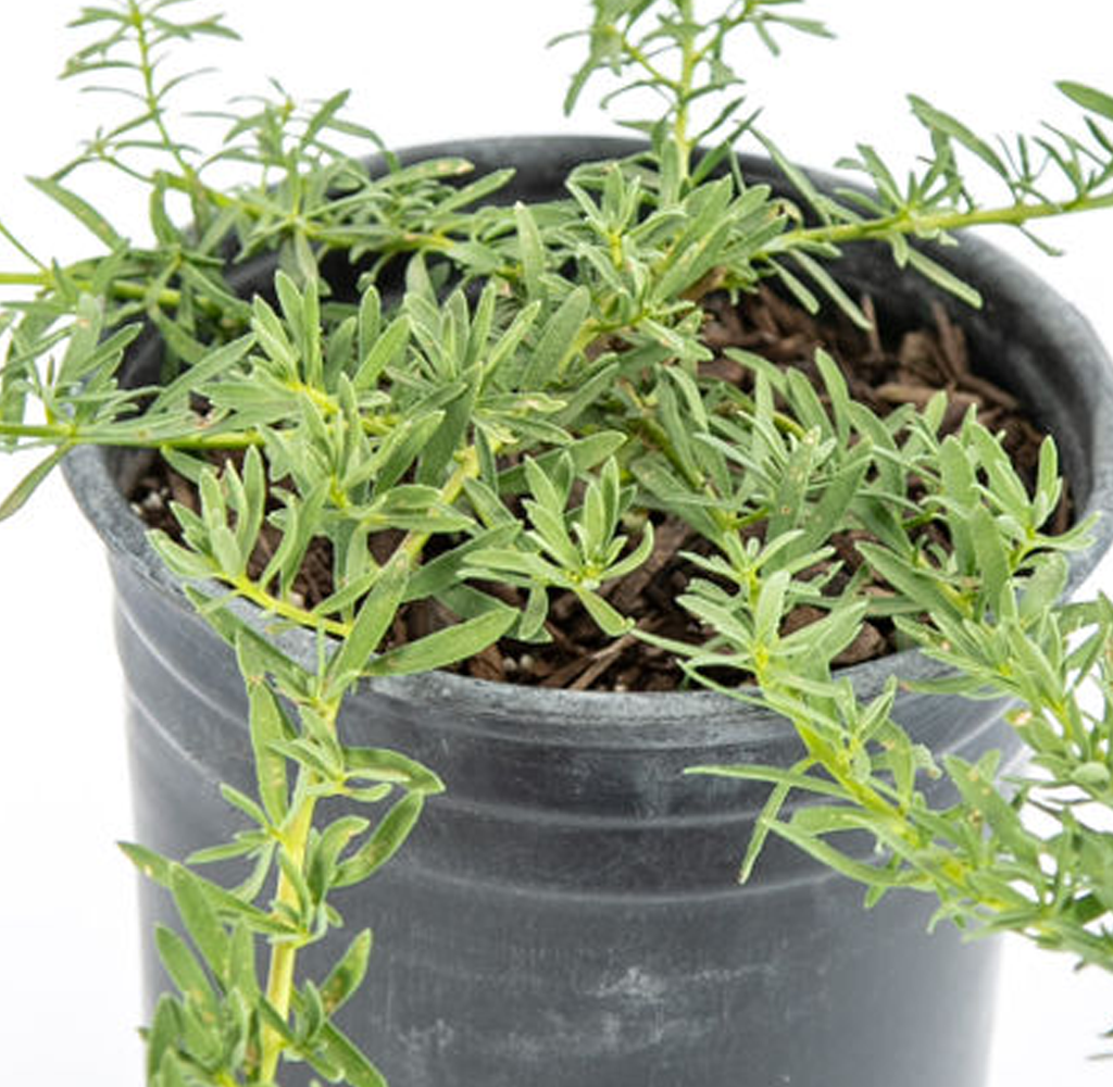 High-angle view of Myoporum parvifolium, showing its low-growing, spreading form with clusters of white flowers interspersed among its small, green leaves. The plant covers a wide area, making it a great groundcover.