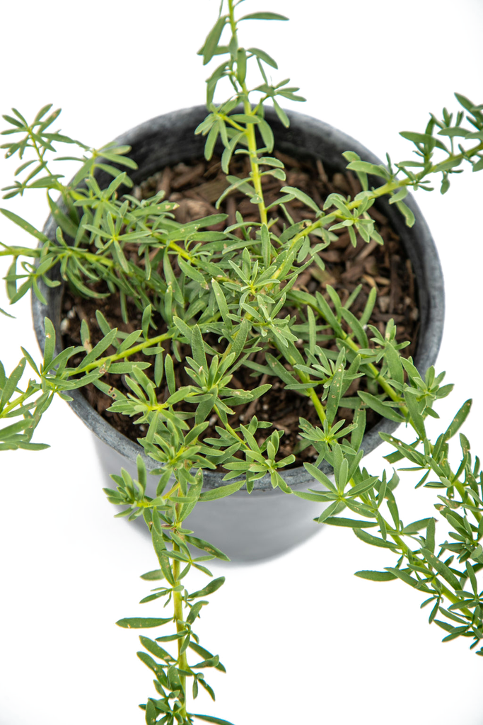 Top-down view of Myoporum parvifolium, highlighting its dense, prostrate growth pattern with small, medium-green leaves and occasional white blooms scattered across the branches.