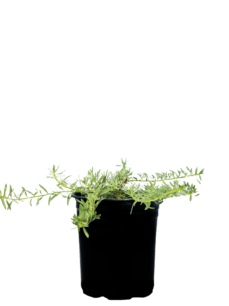 High-angle view of Myoporum parvifolium, showing its low-growing, spreading form with clusters of white flowers interspersed among its small, green leaves. The plant covers a wide area, making it a great groundcover.