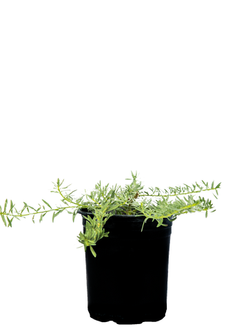 High-angle view of Myoporum parvifolium, showing its low-growing, spreading form with clusters of white flowers interspersed among its small, green leaves. The plant covers a wide area, making it a great groundcover.