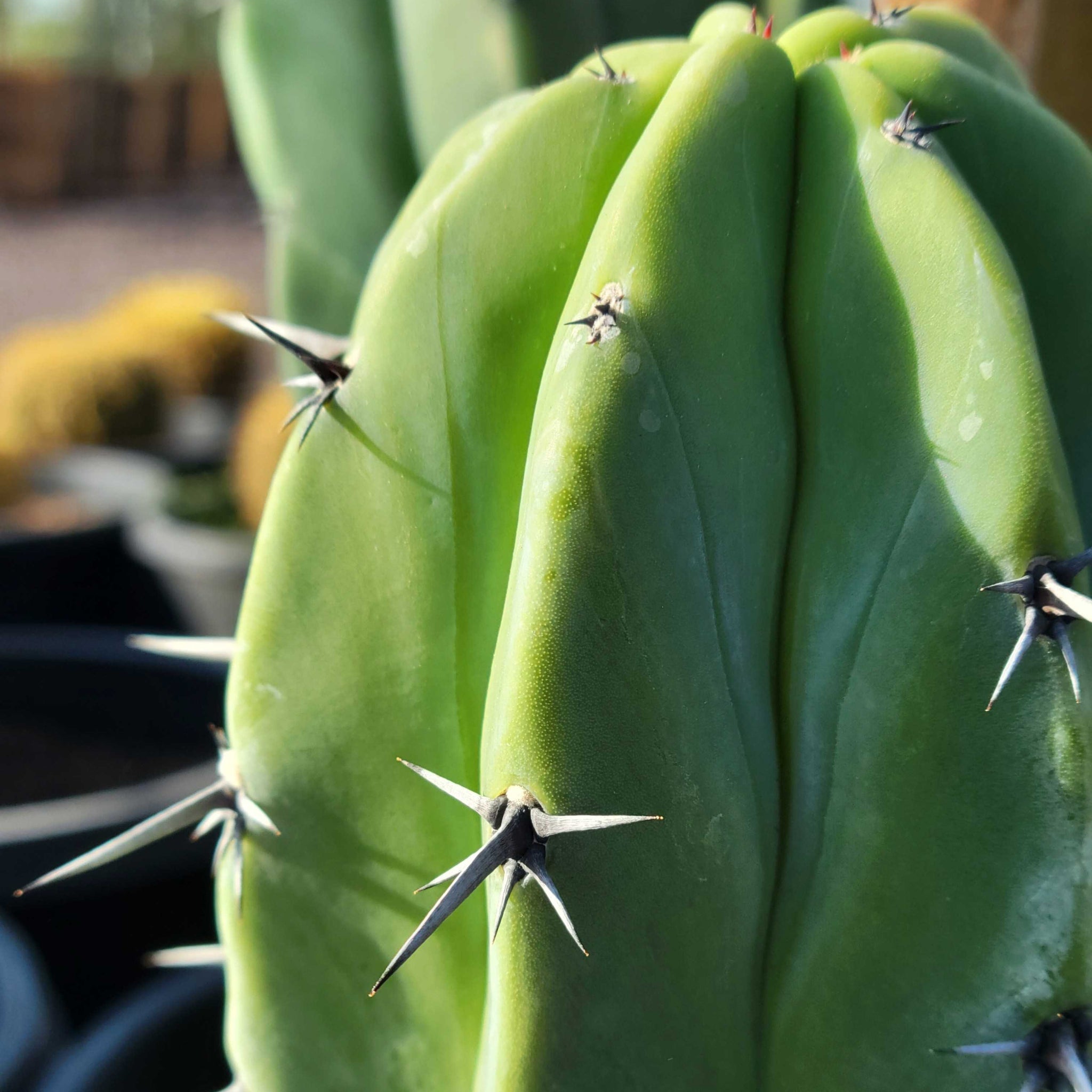 Myrtillocactus geometrizans - Blue Myrtle Cactus – Happy Valley Plants