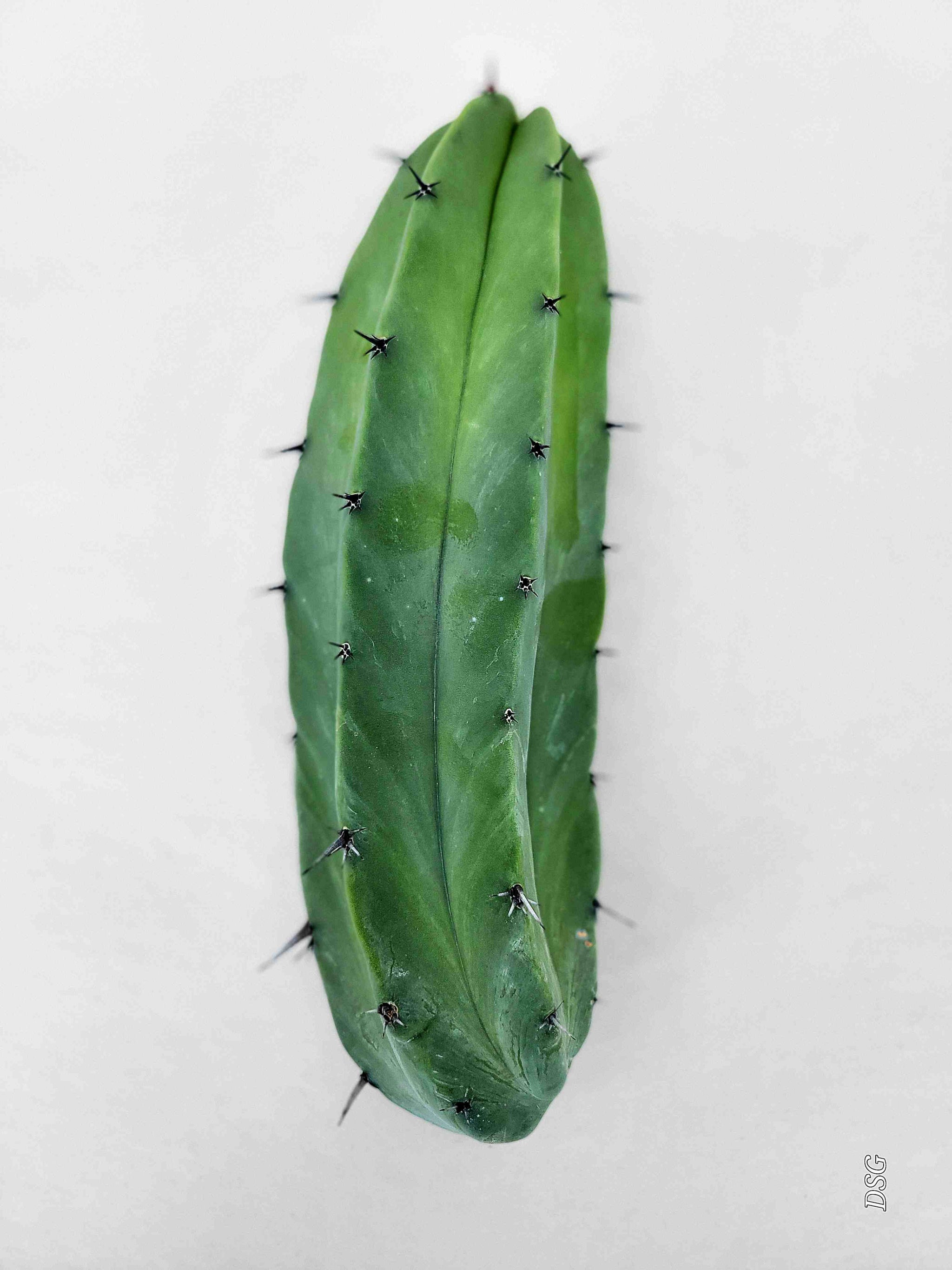 Myrtillocactus geometrizans - Blue Myrtle Cactus – Happy Valley Plants