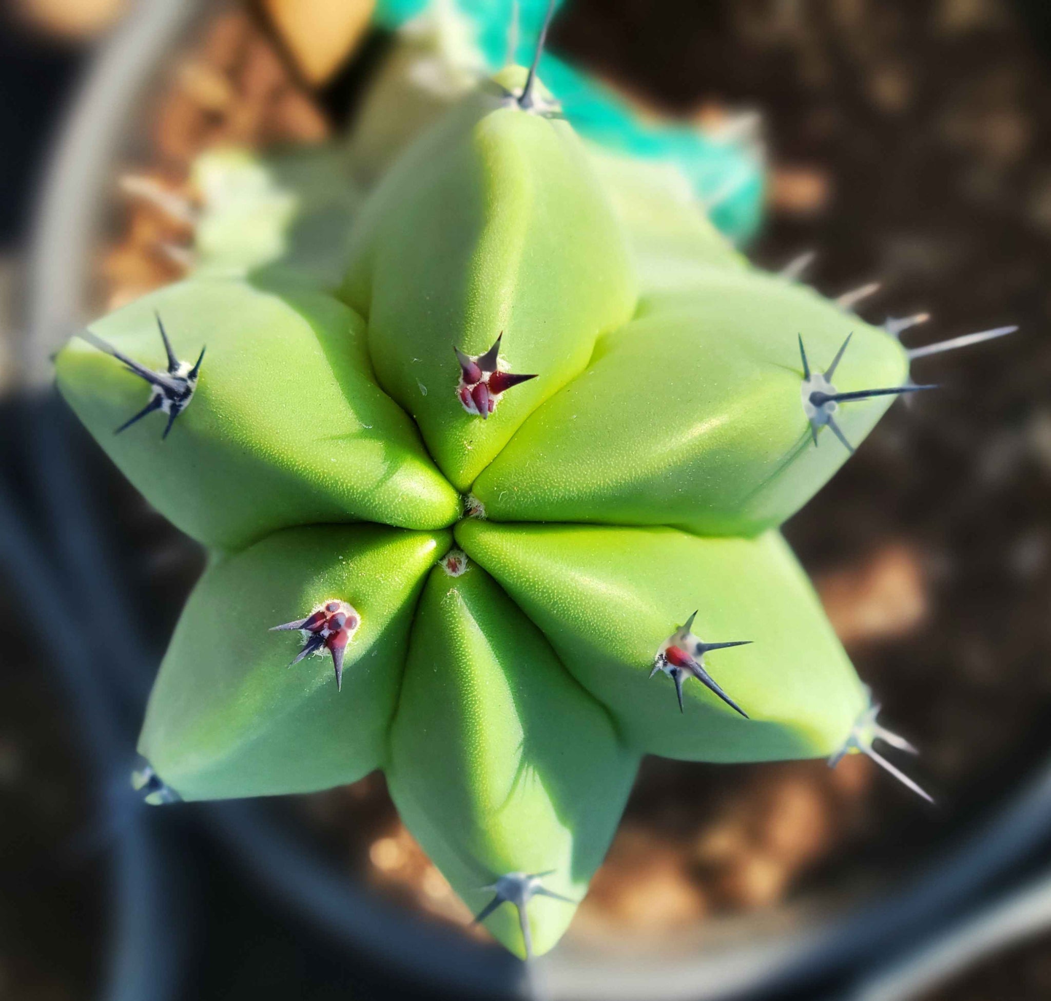 仙人閣綴化2 柱サボテン　Myrtillocactus Myrtillocactus geometrizans - Blue Myrtle Cactus – Happy Valley Plants