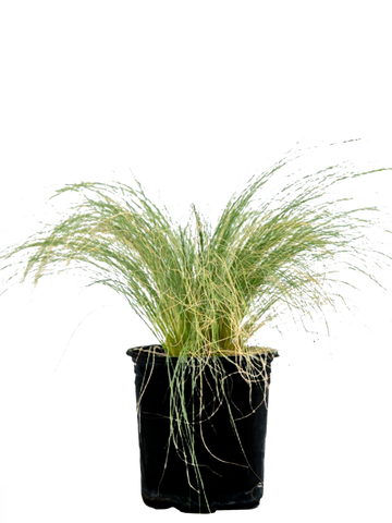 High-angle view of Nassella tenuissima, showing its compact, thread-like stems and feathery seed heads rising gracefully above the soft mound of foliage. The plant creates a soft, textured appearance in the landscape.