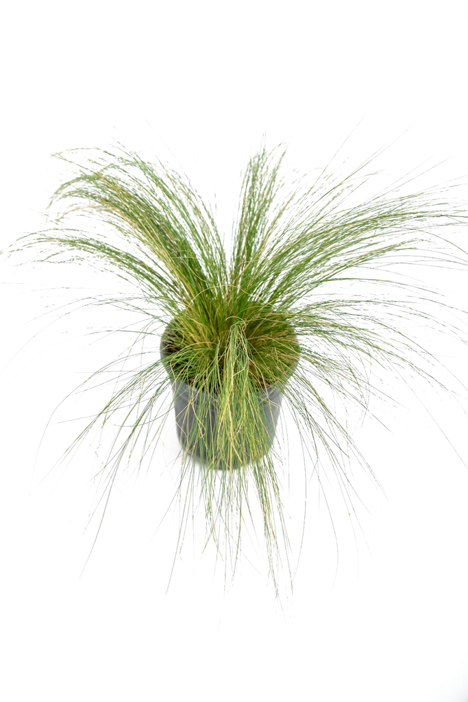 Close-up of Nassella tenuissima seed heads, capturing their delicate, blonde, feathery texture that is ideal for drying or providing a food source for finches. The thin, wiry stems are also visible.