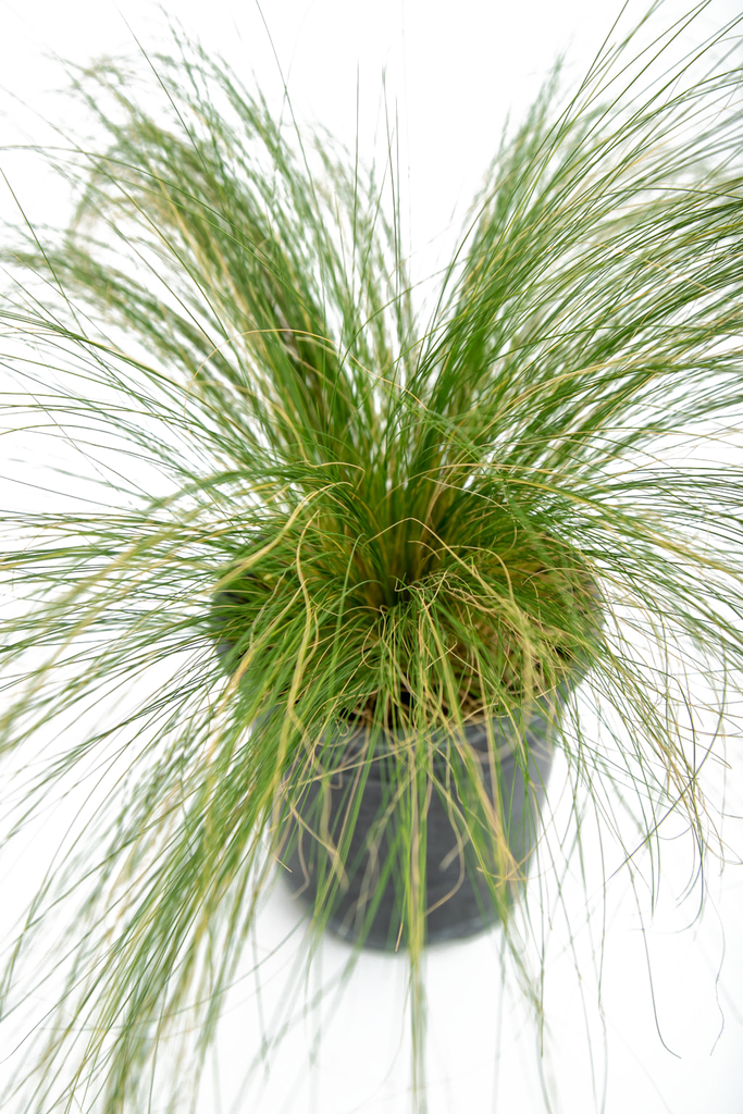 Close-up of Nassella tenuissima seed heads, capturing their delicate, blonde, feathery texture that is ideal for drying or providing a food source for finches. The thin, wiry stems are also visible.