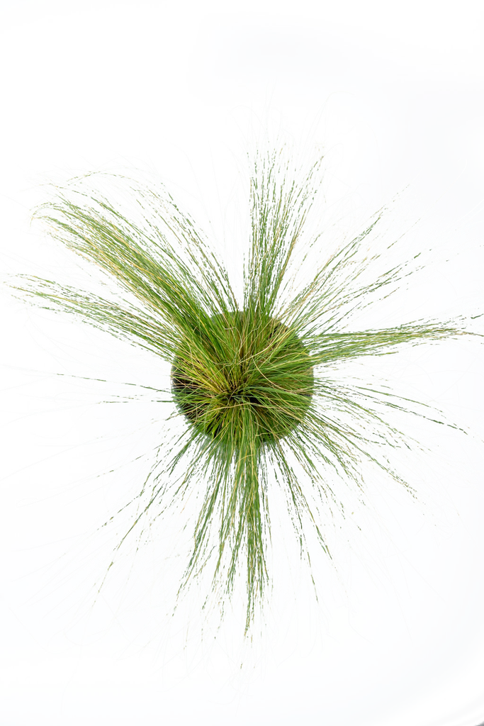 Top-down view of Nassella tenuissima, displaying the dense, fine, and thread-like leaves that form a mound with feathery seed heads emerging from the center, providing a light, airy effect.