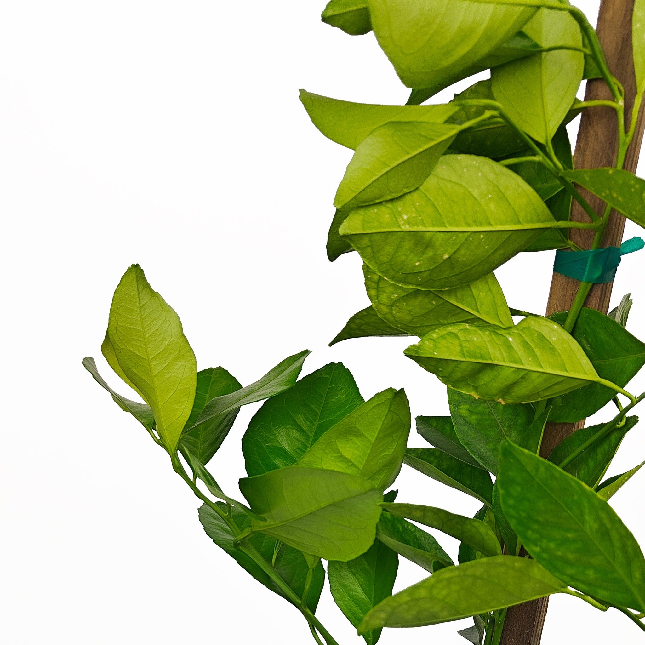 Trovita Orange - (TRO) – Happy Valley Plants