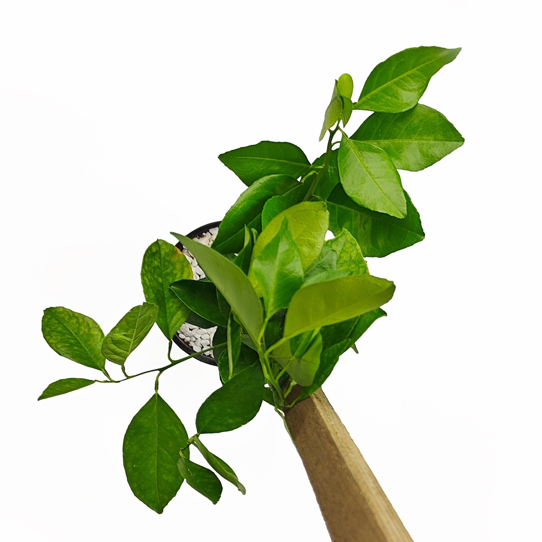 Trovita Orange - (TRO) – Happy Valley Plants