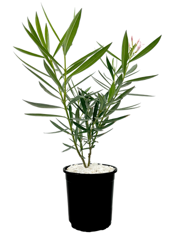 High-angle view of Nerium oleander, featuring its vibrant hot pink flowers set against dense, dark green foliage. The plant forms a tall, bushy hedge suitable for screening.