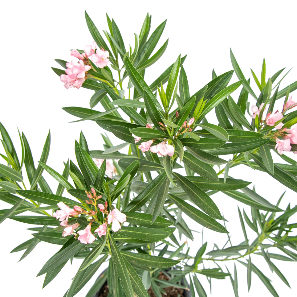Close-up of Nerium oleander flowers, highlighting their bright pink, tubular petals with subtle central veins, surrounded by glossy, green leaves.