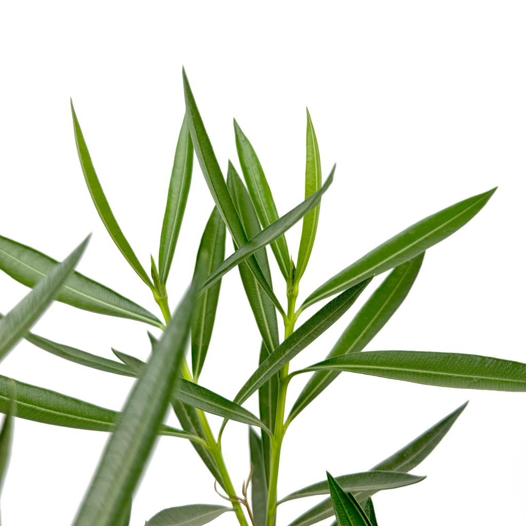 Close-up of Nerium oleander flowers, highlighting their bright pink, tubular petals with subtle central veins, surrounded by glossy, green leaves.