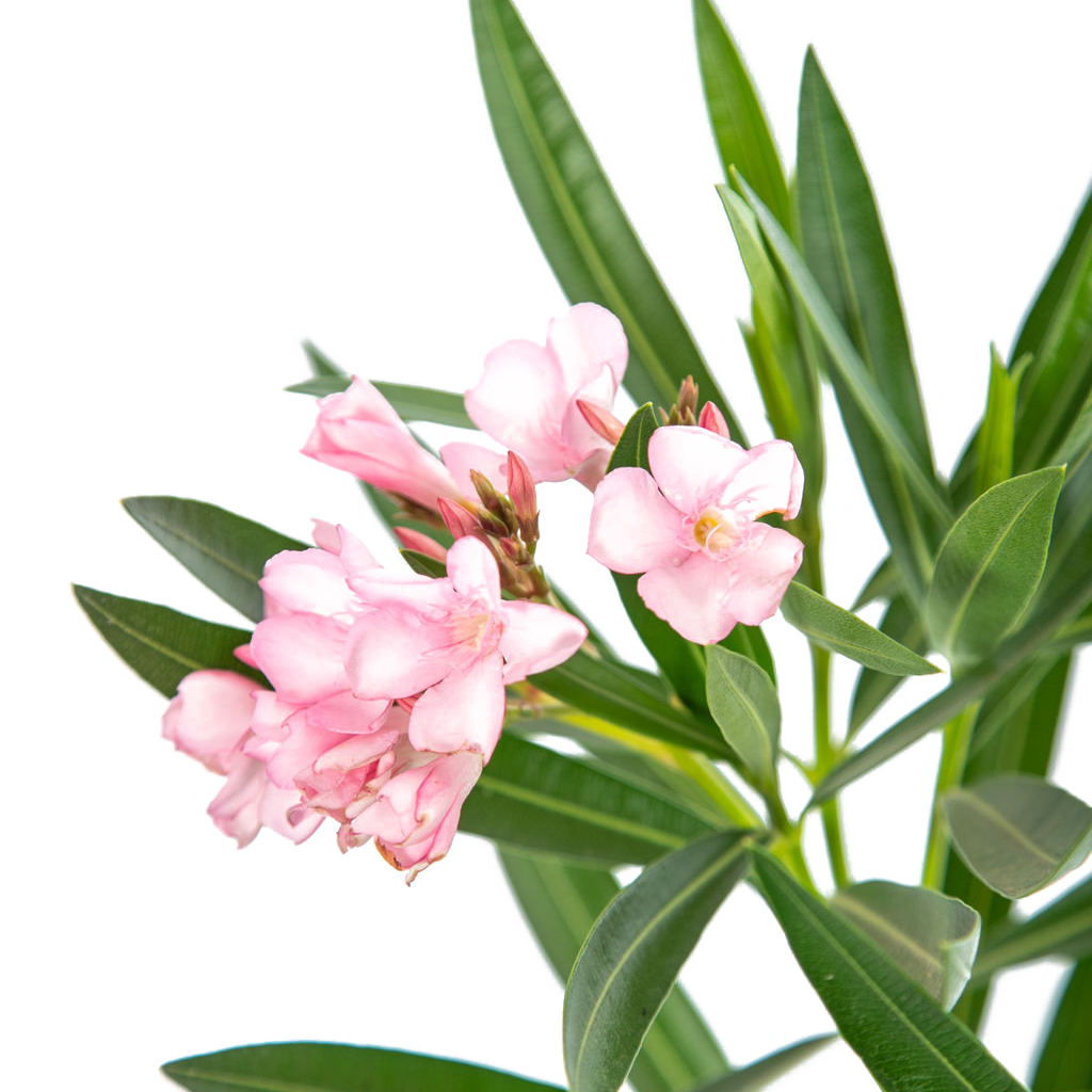 Close-up of pink Nerium oleander flowers, featuring delicate, trumpet-shaped petals with light veining and a smooth, bright green leaf backdrop.