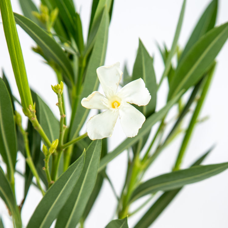 Close-up of white Nerium oleander flowers, emphasizing their pristine, layered petals with a slight creamy center, surrounded by glossy green leaves.
