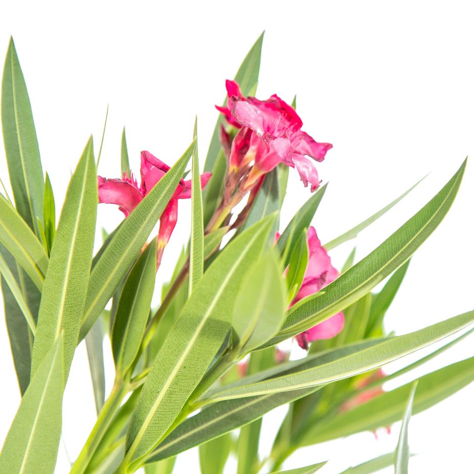 Close-up of red Nerium oleander flowers, highlighting their intense scarlet color, velvety petals, and tubular shape, framed by sharp green foliage.