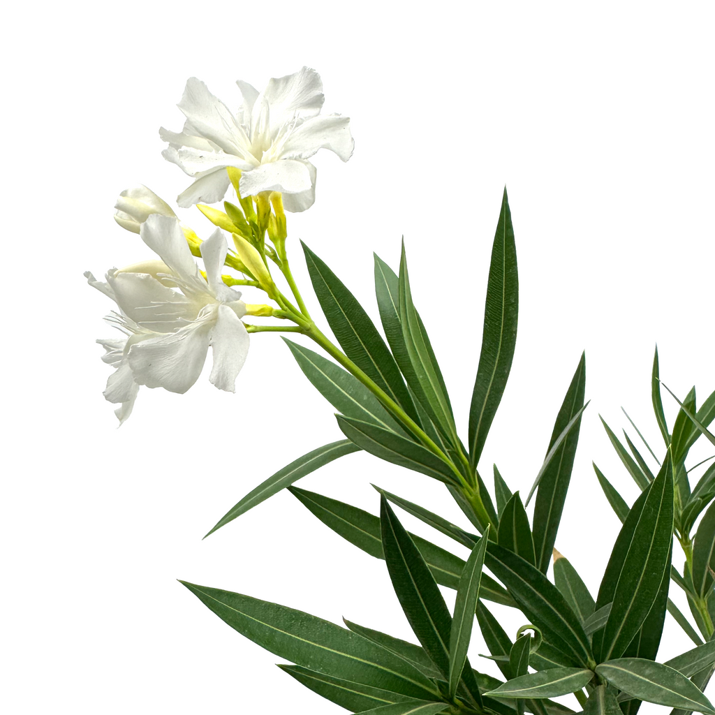 Close-up of white Nerium oleander flowers, emphasizing their pristine, layered petals with a slight creamy center, surrounded by glossy green leaves.