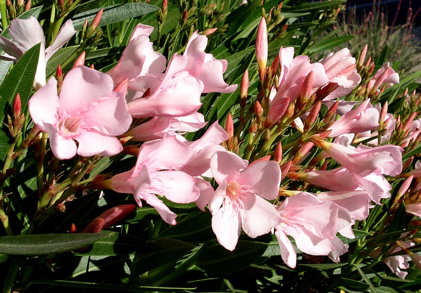 Close-up of Nerium oleander flowers, highlighting their bright pink, tubular petals with subtle central veins, surrounded by glossy, green leaves.