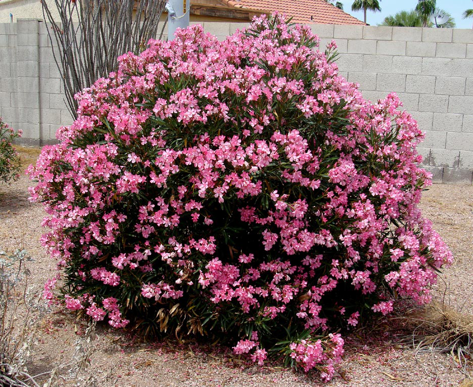 Close-up of Nerium oleander flowers, highlighting their bright pink, tubular petals with subtle central veins, surrounded by glossy, green leaves.