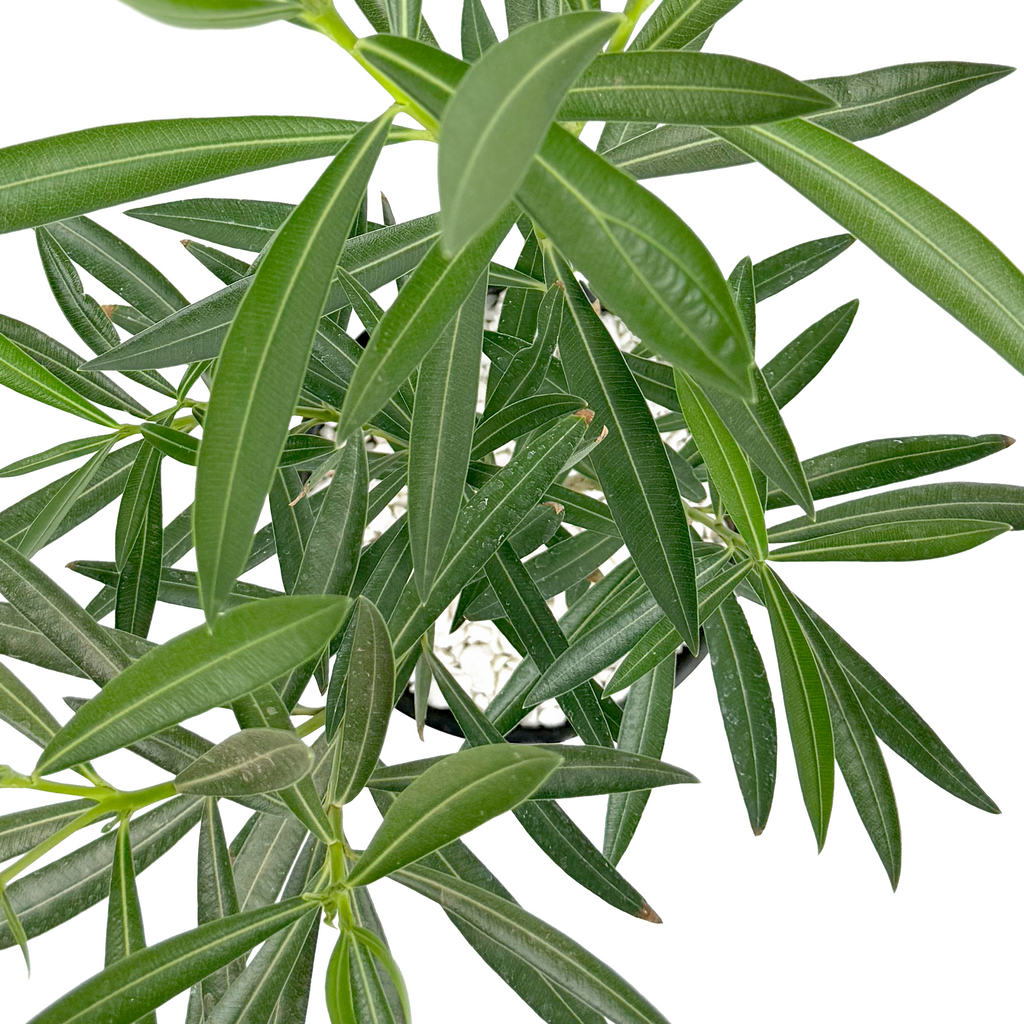 Top-down view of Nerium oleander, showcasing clusters of hot pink flowers and narrow, lance-shaped leaves, arranged symmetrically over the lush foliage.