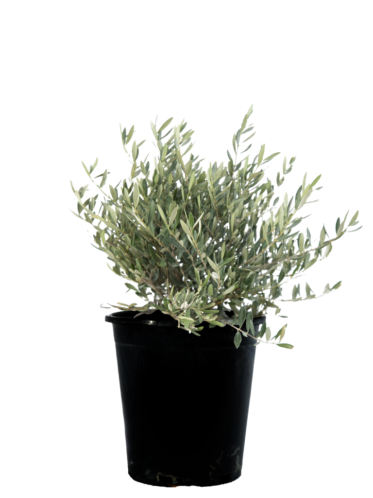 High-angle view of Olea europaea 'Little Ollie', showcasing its dense, multi-branching growth with deep green leaves and silvery undersides. The shrub stands at its mature height, ideal for hedges or landscaping in tight spaces.