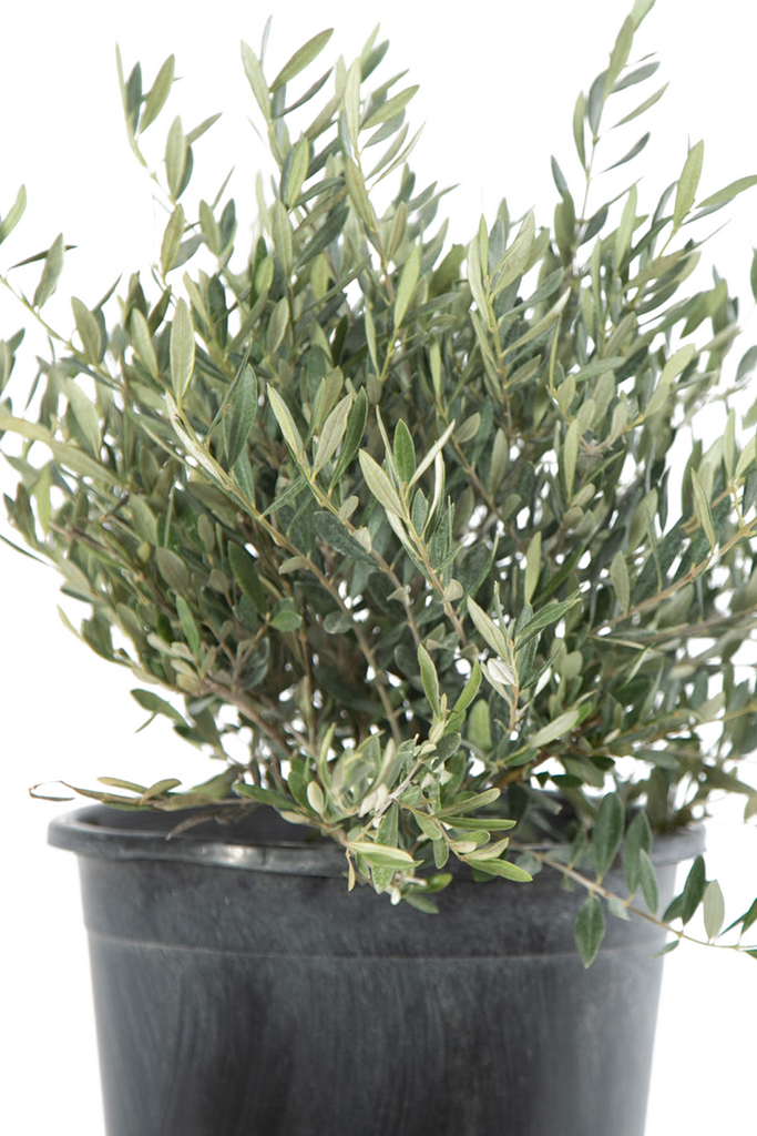 Close-up of Olea europaea 'Little Ollie' leaves, highlighting their glossy green surfaces and contrasting silvery undersides, growing in a neat, layered arrangement on slender stems.