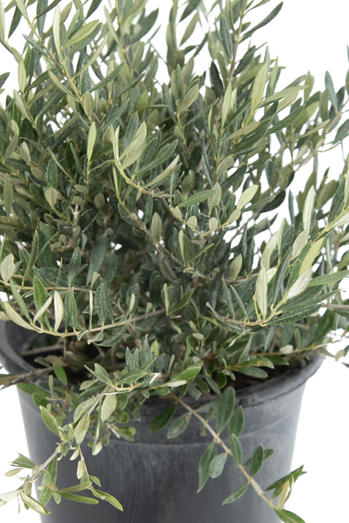 Close-up of Olea europaea 'Little Ollie' leaves, highlighting their glossy green surfaces and contrasting silvery undersides, growing in a neat, layered arrangement on slender stems.