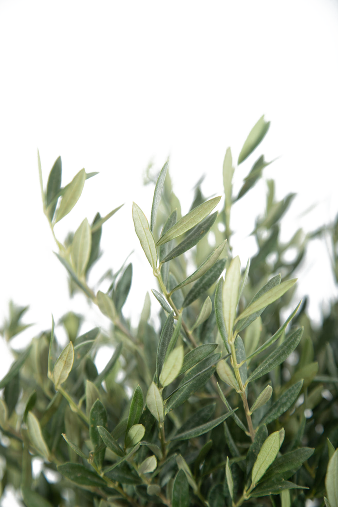 Close-up of Olea europaea 'Little Ollie' leaves, highlighting their glossy green surfaces and contrasting silvery undersides, growing in a neat, layered arrangement on slender stems.