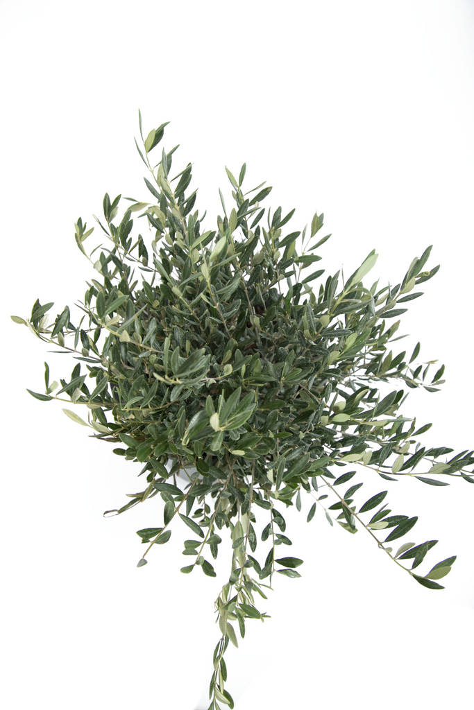 Top-down view of Olea europaea 'Little Ollie', revealing a compact, symmetrical canopy of small, oval-shaped leaves with a mix of dark green tops and silvery undersides.