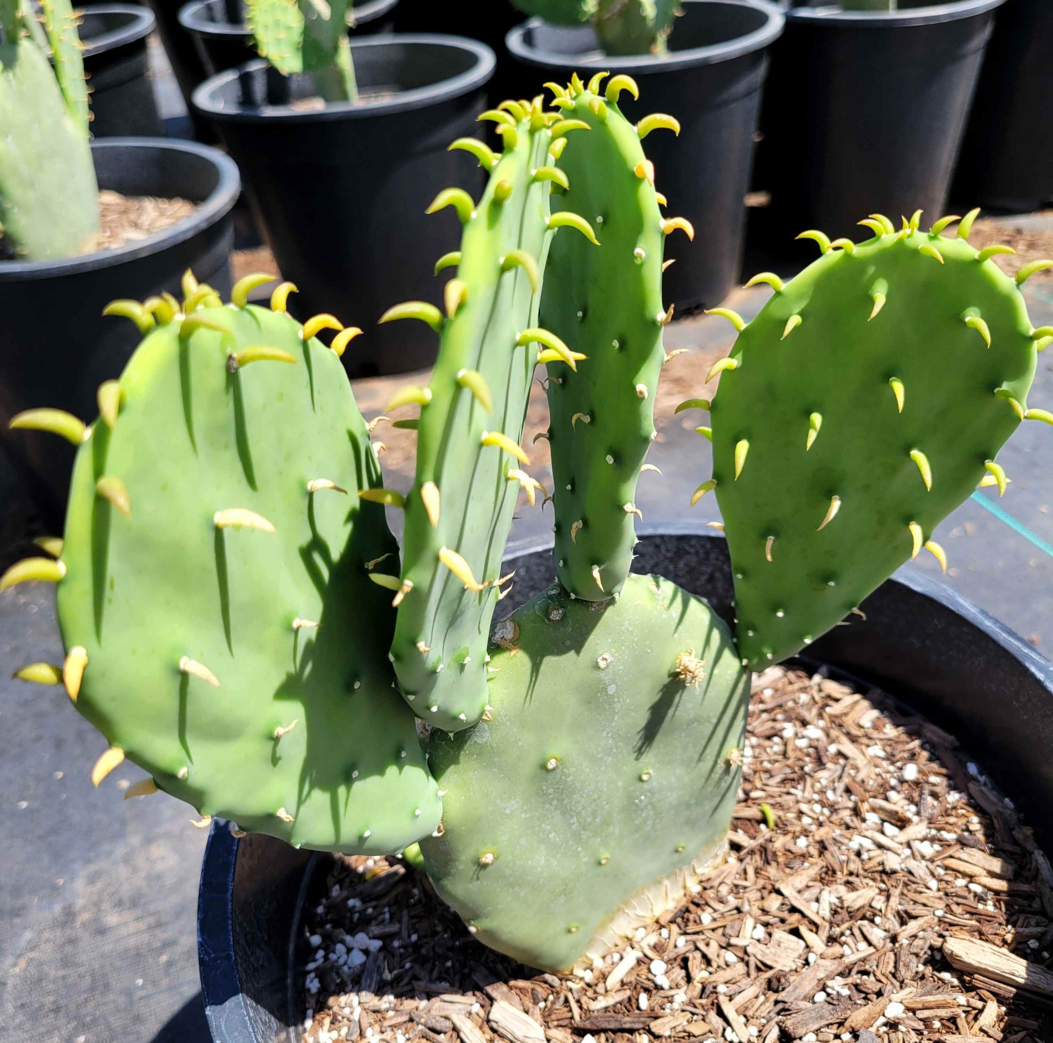 Opuntia cacanapa Ellisiana - Ellisiana Spineless prickly pear