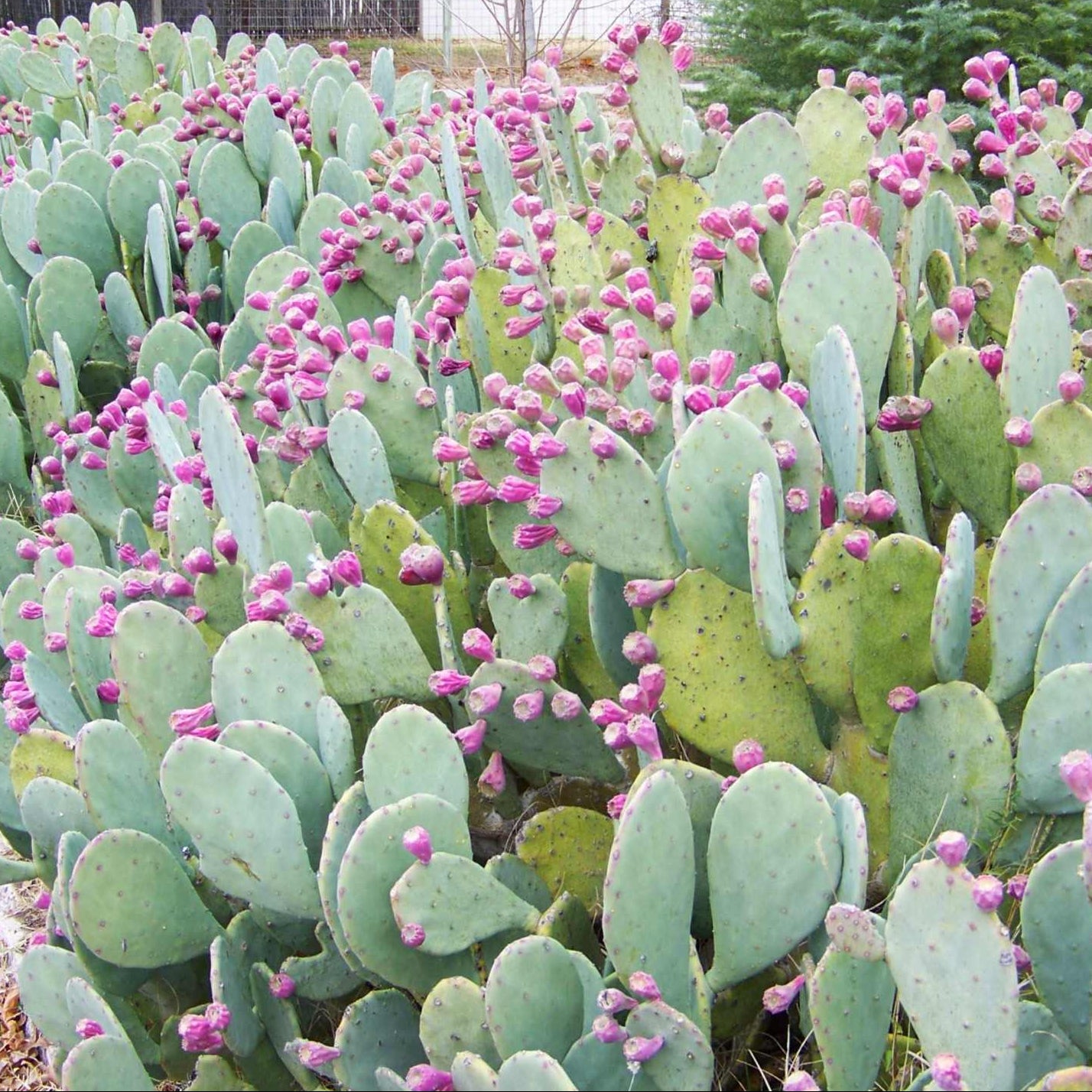 Cacti Collection – Happy Valley Plants
