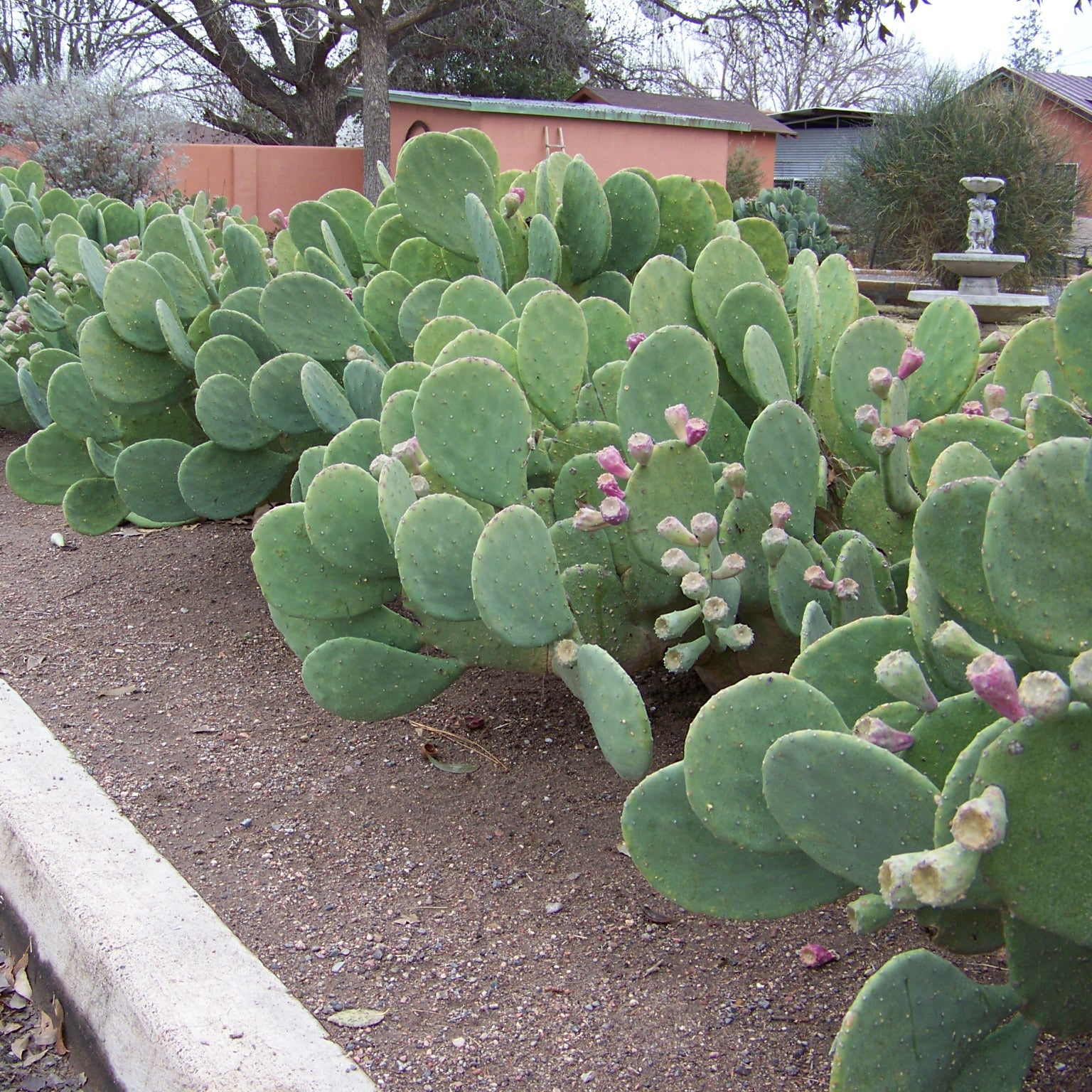 prickly pear opuntia cactus Opuntia cacanapa Ellisiana