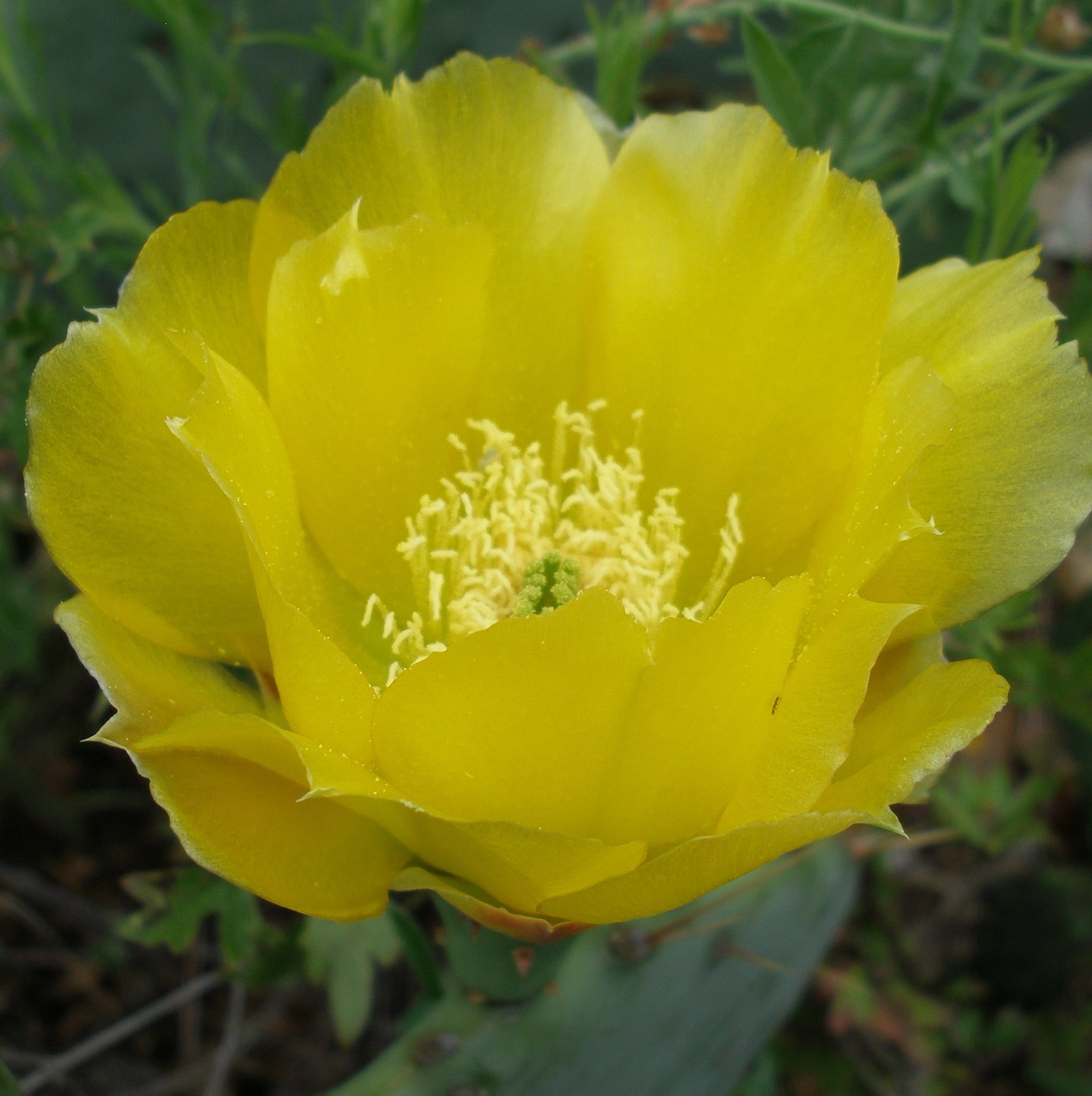prickly pear yellow cactus flower Opuntia engelmannii