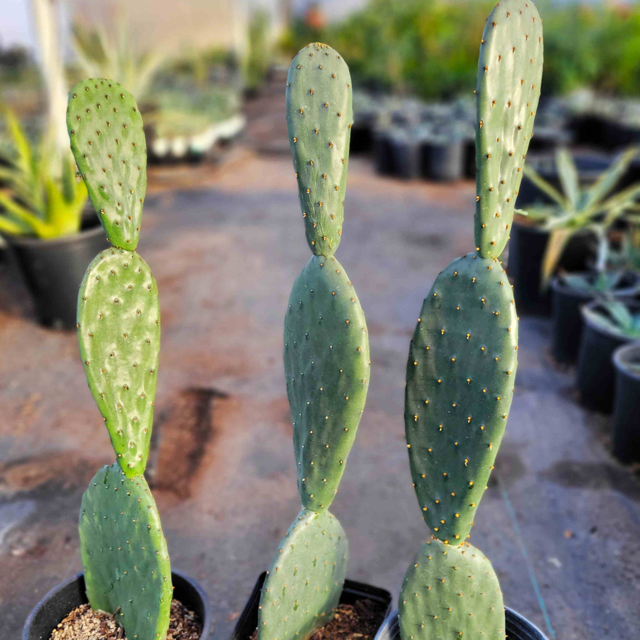 Opuntia ficus-indica
