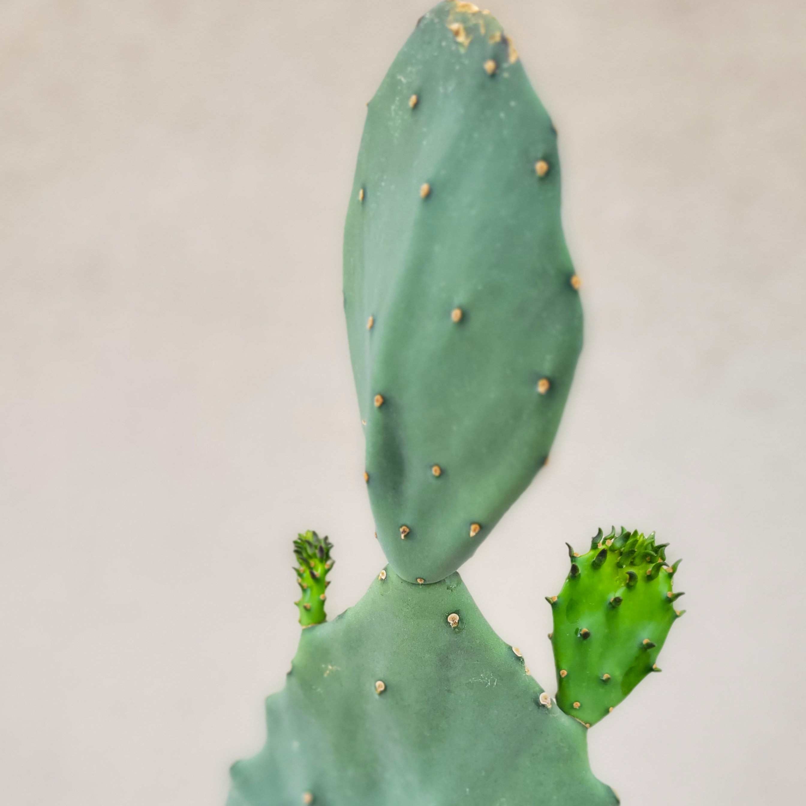 prickly pear cactus mexico Opuntia gomei