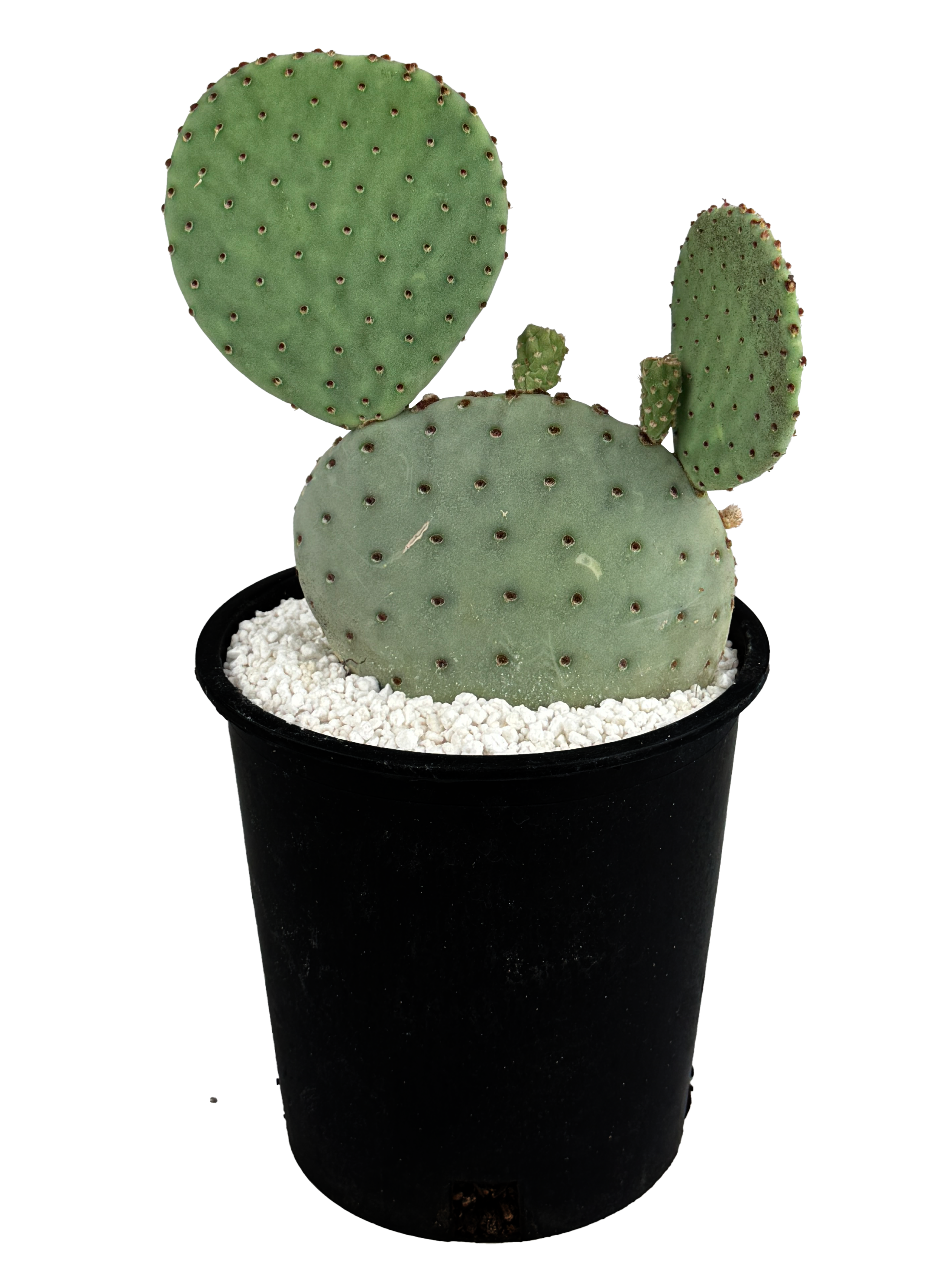 Opuntia rufida - Big Bend Beavertail – Happy Valley Plants
