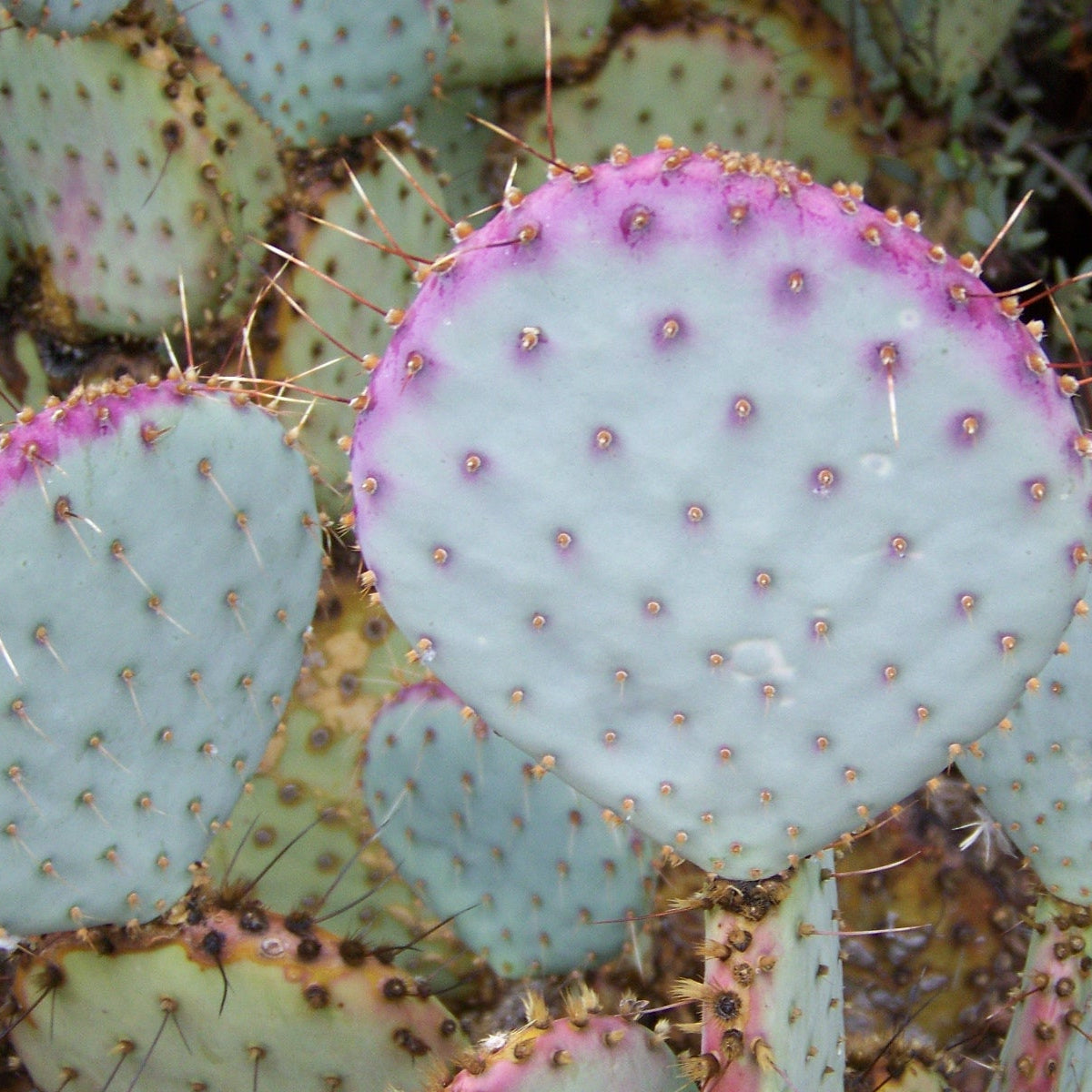 buy purple prickly pear cactus Opuntia violacea
