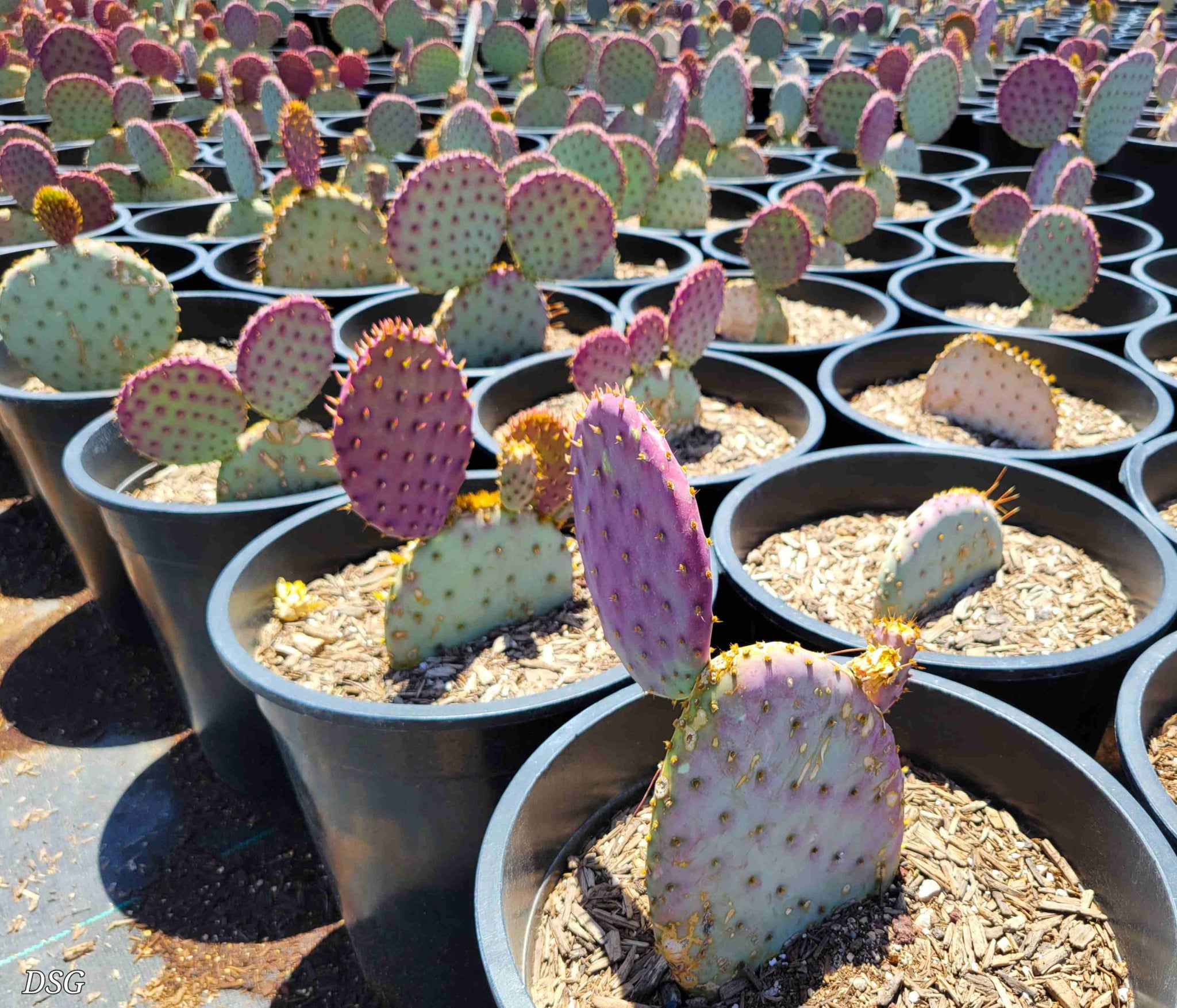 Opuntia violacea - Purple prickly pear – Happy Valley Plants