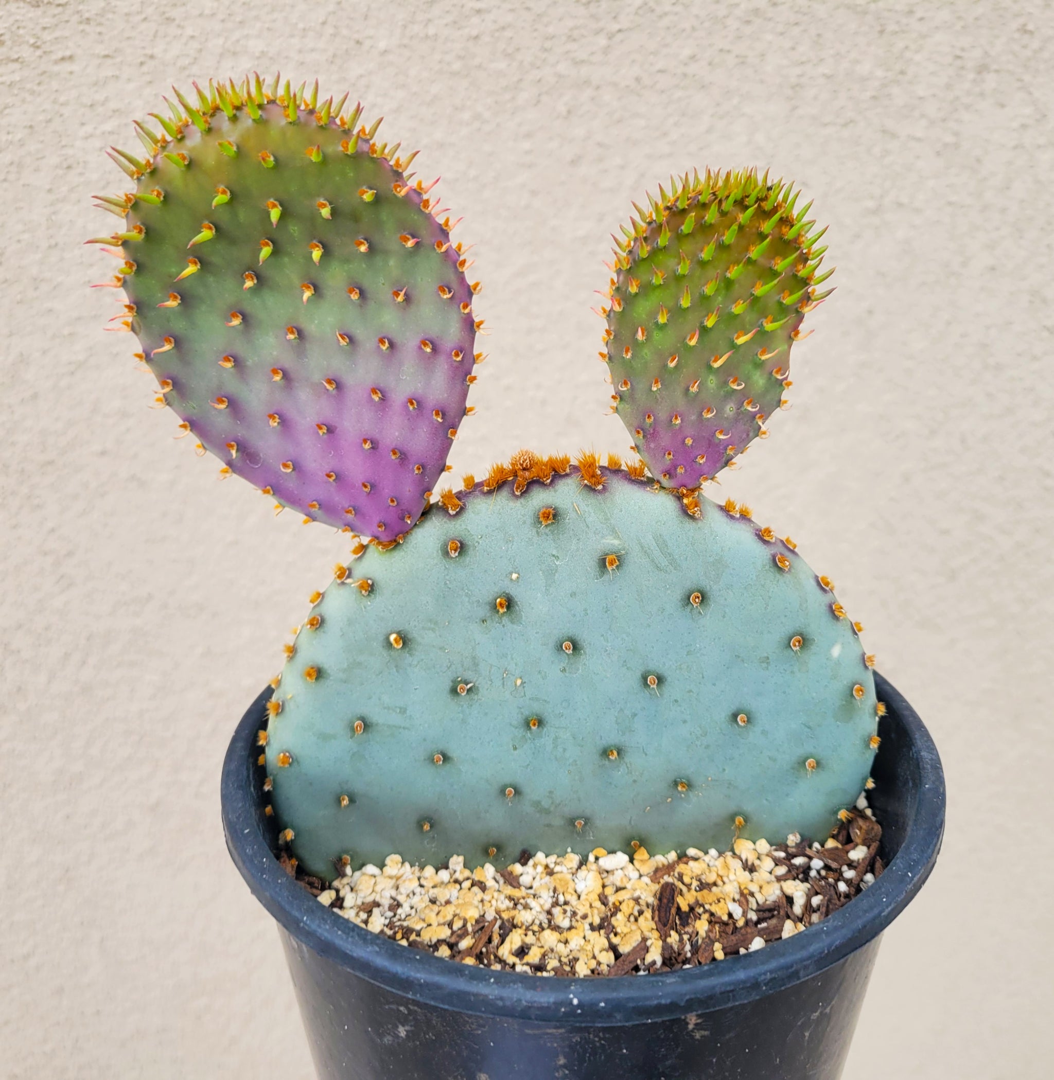 purple prickly pear cactus flower Opuntia violacea