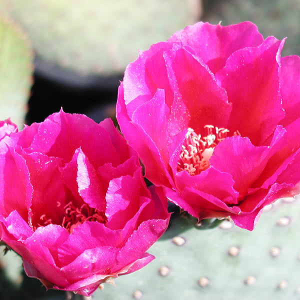 Opuntia basilaris