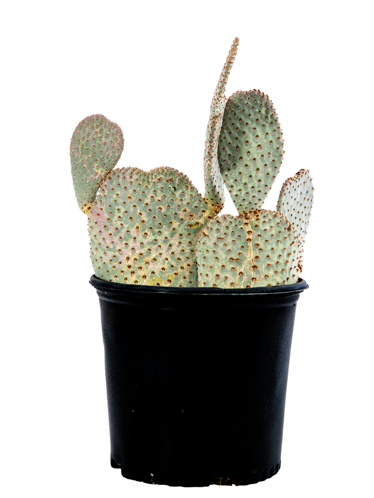 Full, high angle view of Opuntia basilaris, the Beavertail Cactus, displaying its dense, low-spreading form with numerous blue-gray pads resembling beaver tails. The magenta blooms are vibrant against the pads, which lack long spines but have short glochids. Thriving in full sun, it grows to 1-3 feet high and 2-6 feet wide, ideal for USDA zones 8-11.