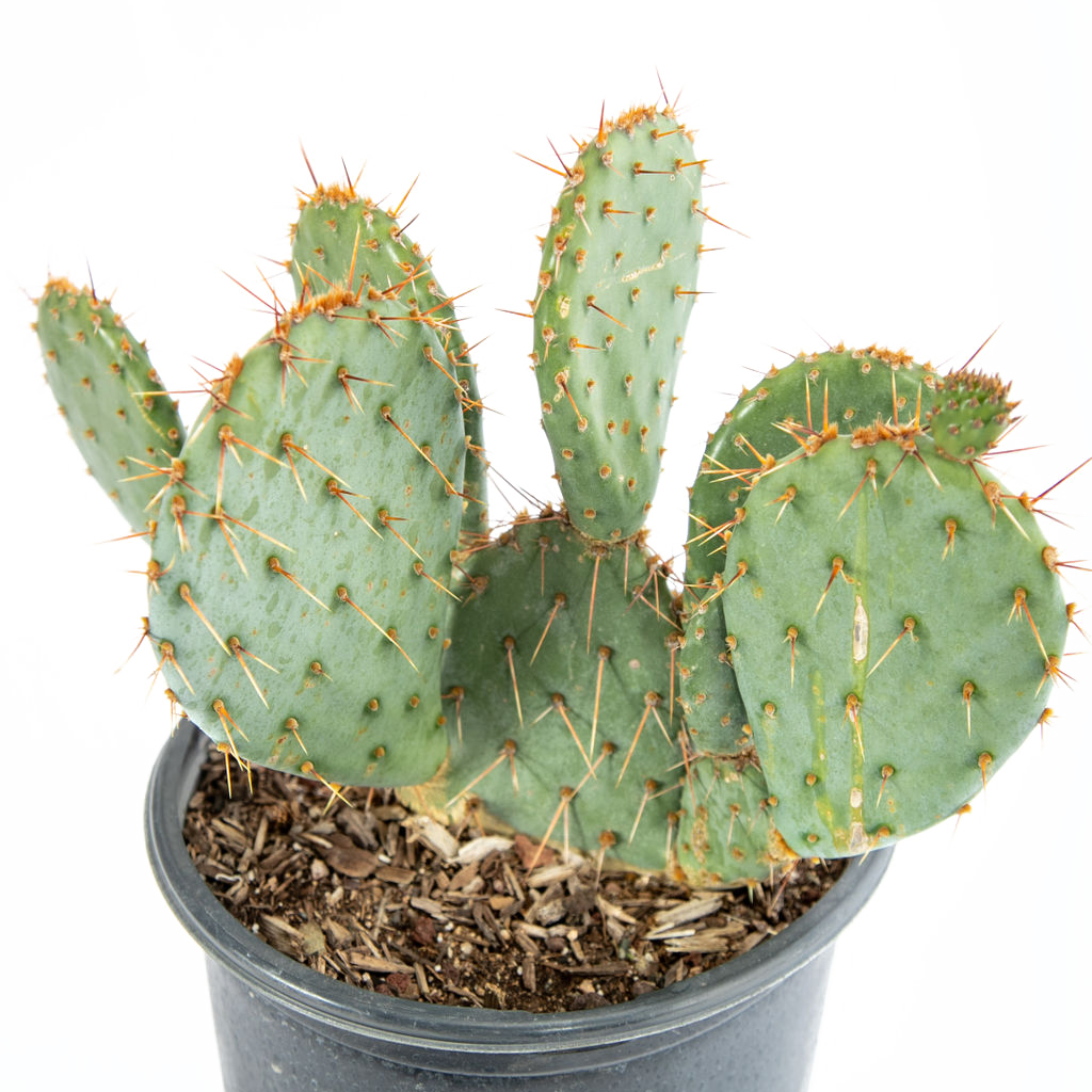 prickly pear cactus new england Opuntia engelmannii