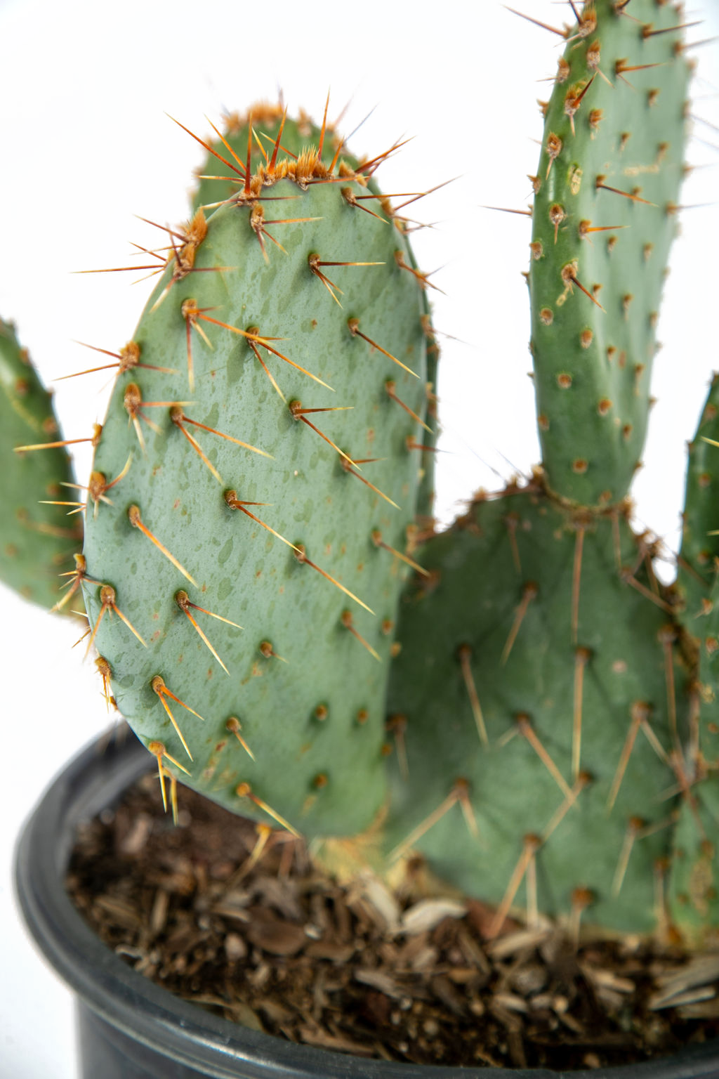 opuntia engelmannii linguiformis 牛タン団扇 opuntia engelmannii