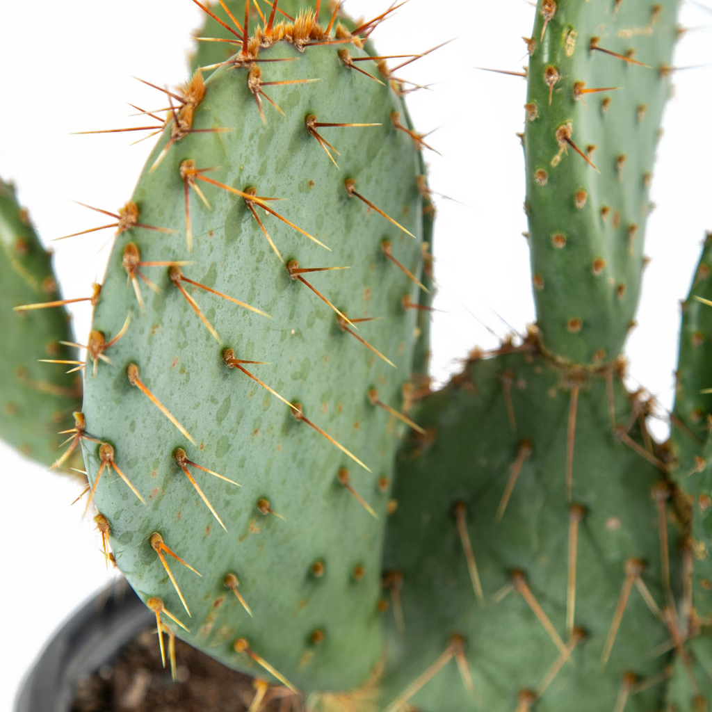 engelmann prickly pear cactus Opuntia engelmannii