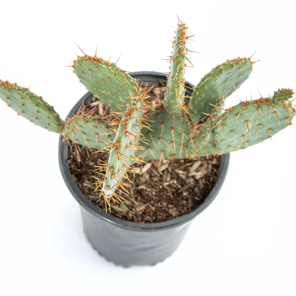 Opuntia engelmannii - Engelmann's Prickly Pear, Apple cactus