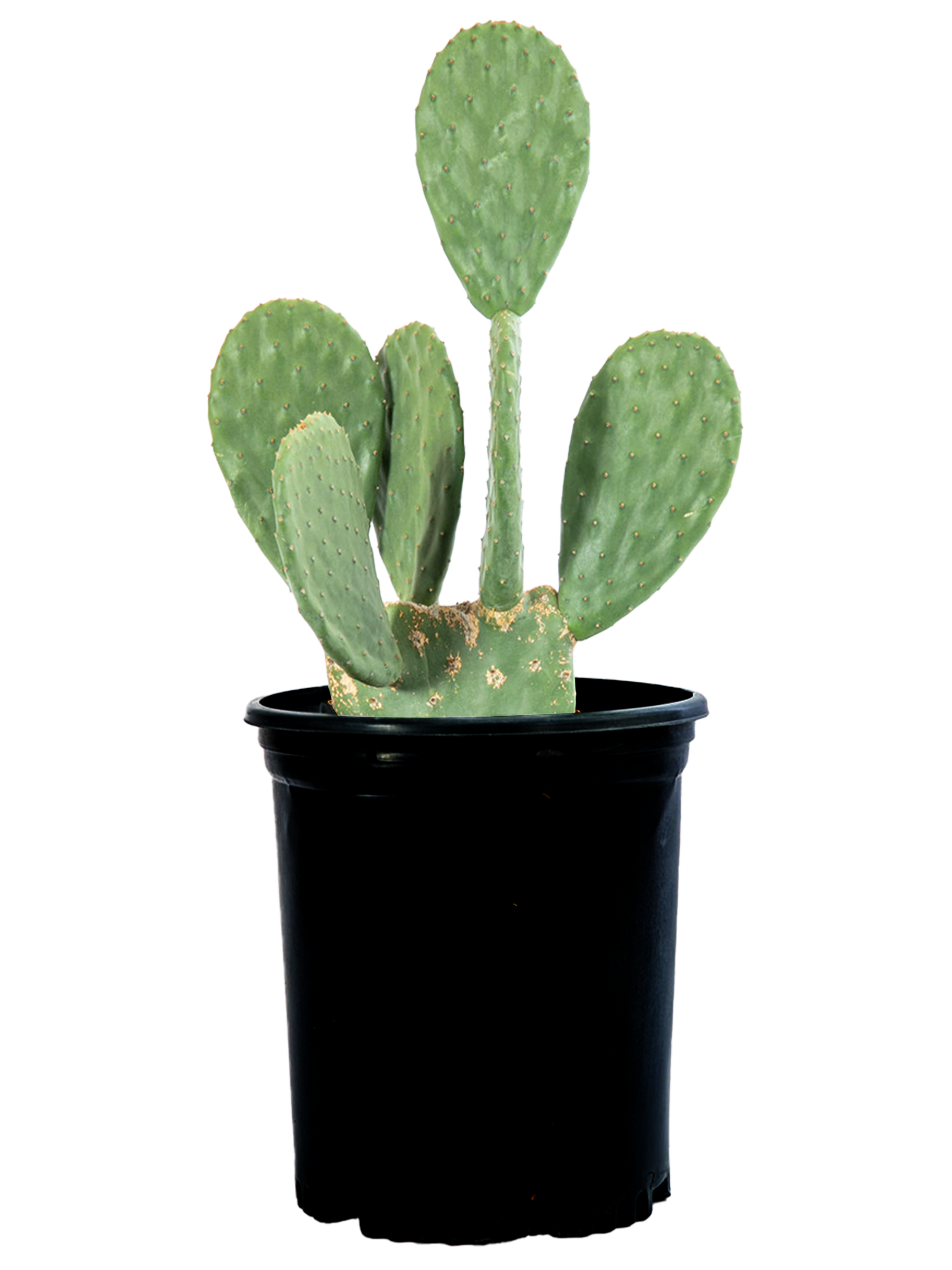 Opuntia ficus-indica