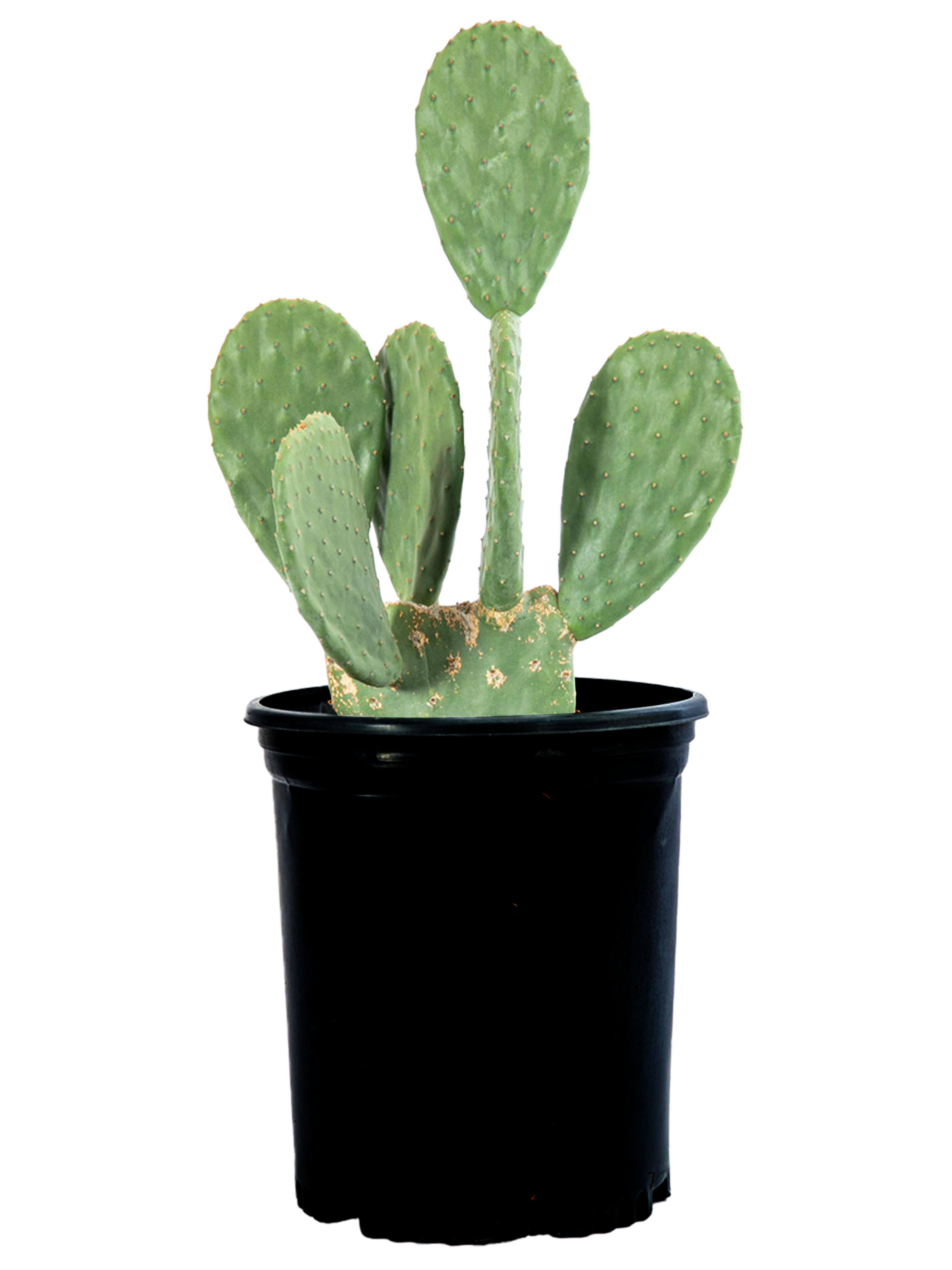 buy prickly pear cactus online Opuntia ficus-indica