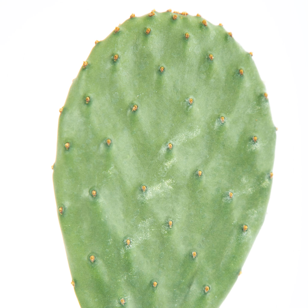 prickly pear cactus leaf Opuntia ficus-indica