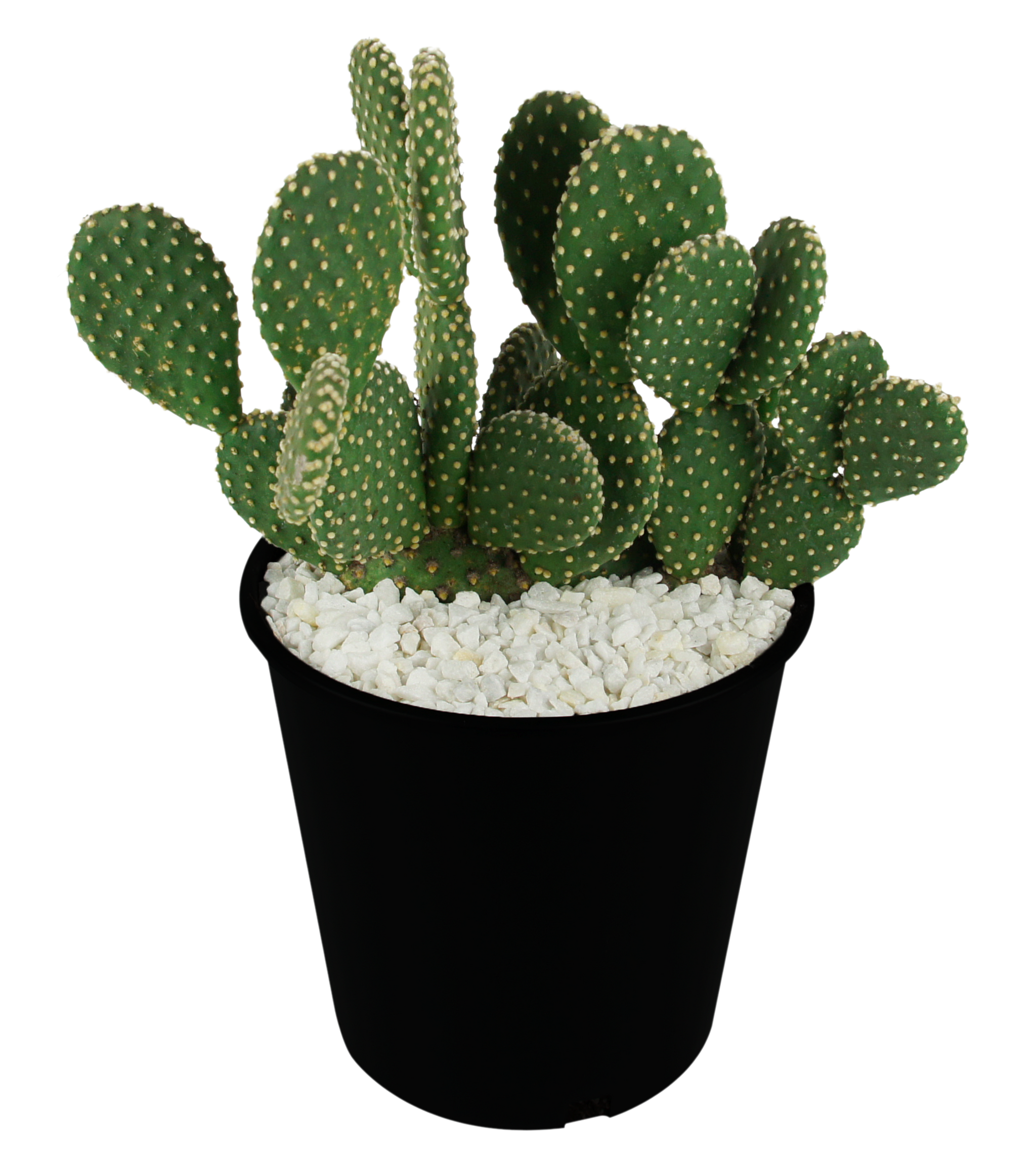 Opuntia microdasys v. albispina